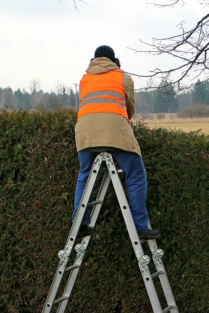 Stříhání živého plotu